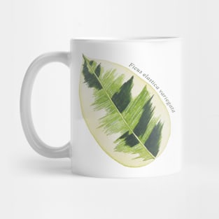 Ficus Elastica Variegata | Plant Mug